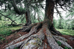 Ancient trees at the timber line in the Nock Mountains, biosphere park Gurktal Alps, Carinthia, Austria Ancient trees at the timber line in the Nock Mountains, biosphere park Gurktal Alps, Carinthia, Austria